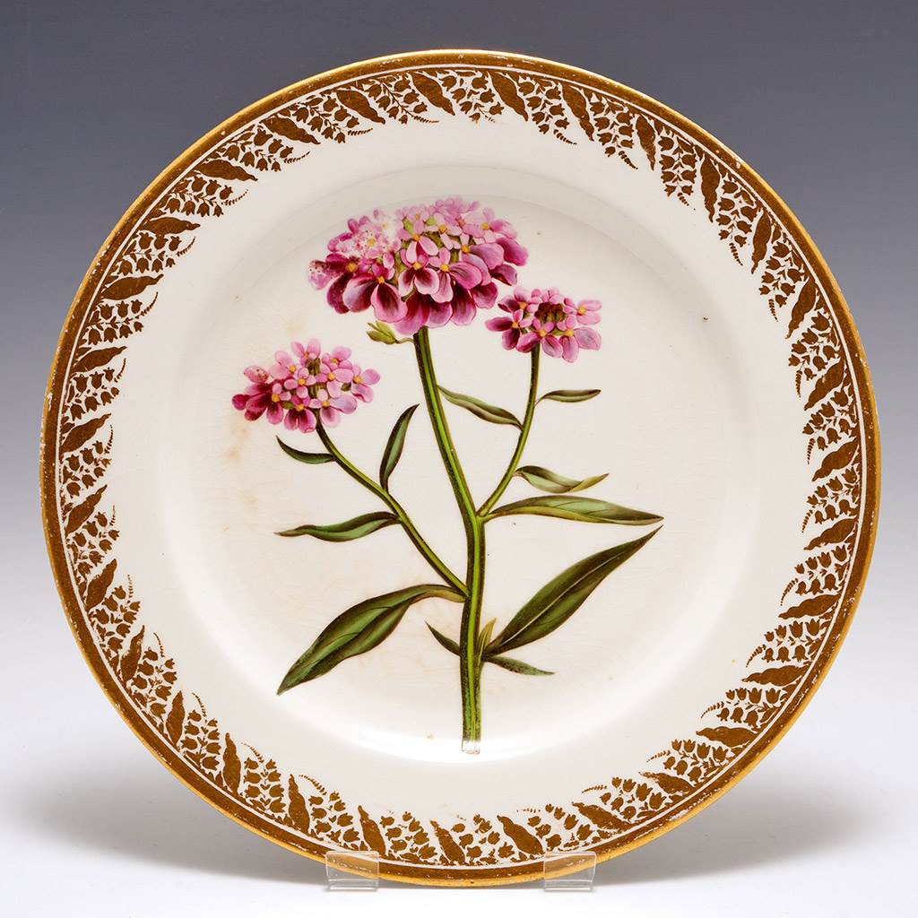 Porcelain Plate Derby Porcelain Botanical Plate