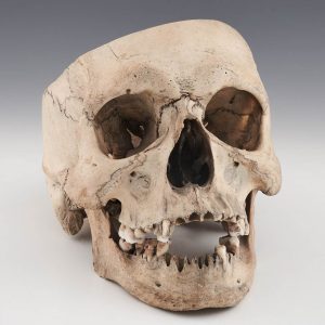 Skull Memento Mori Late 19th Century